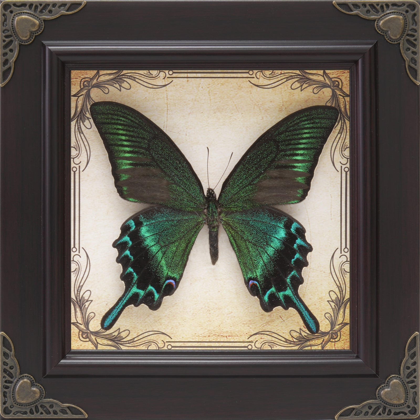 ButterflyMuse
