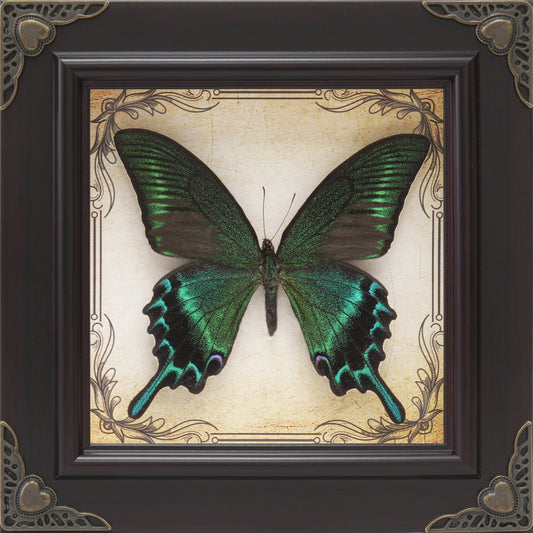 Handmade Real Butterfly Framed with 5-piece Gift Set, Vintage Framed for Gothic Home Decor